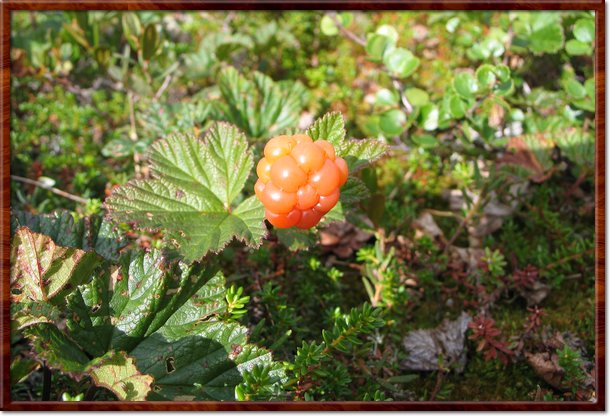 cloudberry.jpg